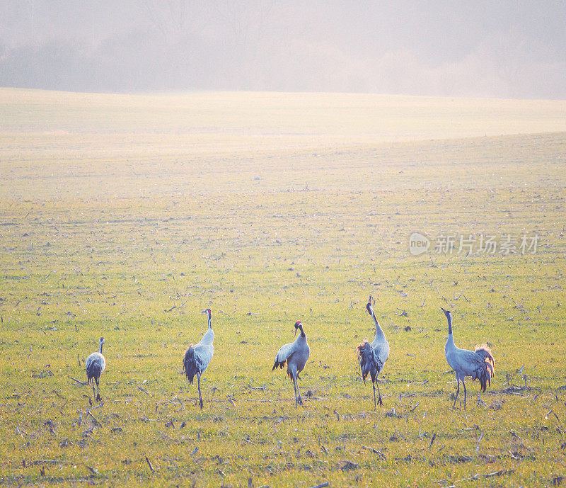 普通鹤[Grus Grus]